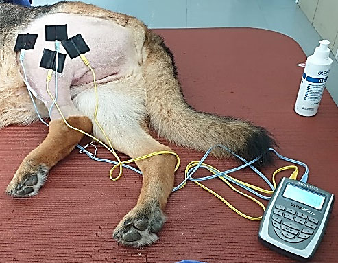 electrothérapie cas clinique physiotherapie post chirurgie ligament croisé chien Mikan